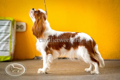 CAVALIERDOG AMBER GEMMA (2).jpg