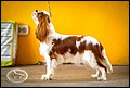 CAVALIERDOG AMBER GEMMA (2).jpg