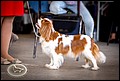 MURMAN SHARM-MISHEL ZGRAIA NADZEI                                                    (3).jpg