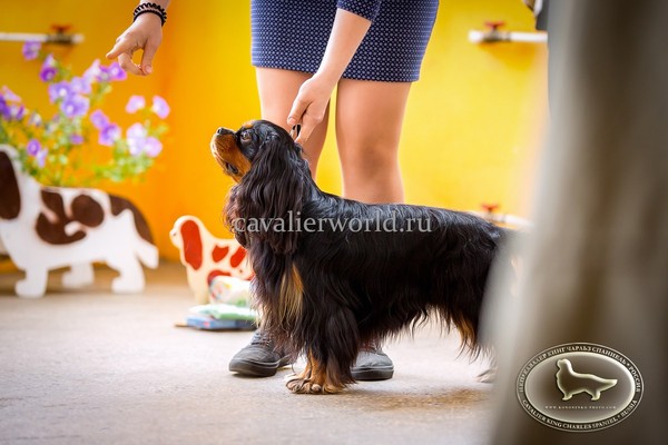 BELLE SPANIEL ASCANIO (3).jpg