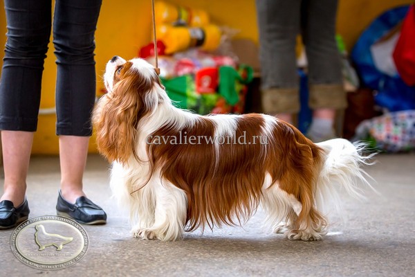 PETERS CAVALIER MADZHESTIK (2).jpg