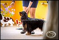 BELLE SPANIEL ASCANIO (3).jpg