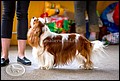 PETERS CAVALIER MADZHESTIK (2).jpg