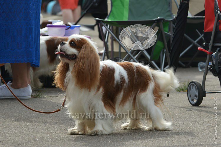 DSC_4611.jpg