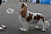 DSC_5296.jpg